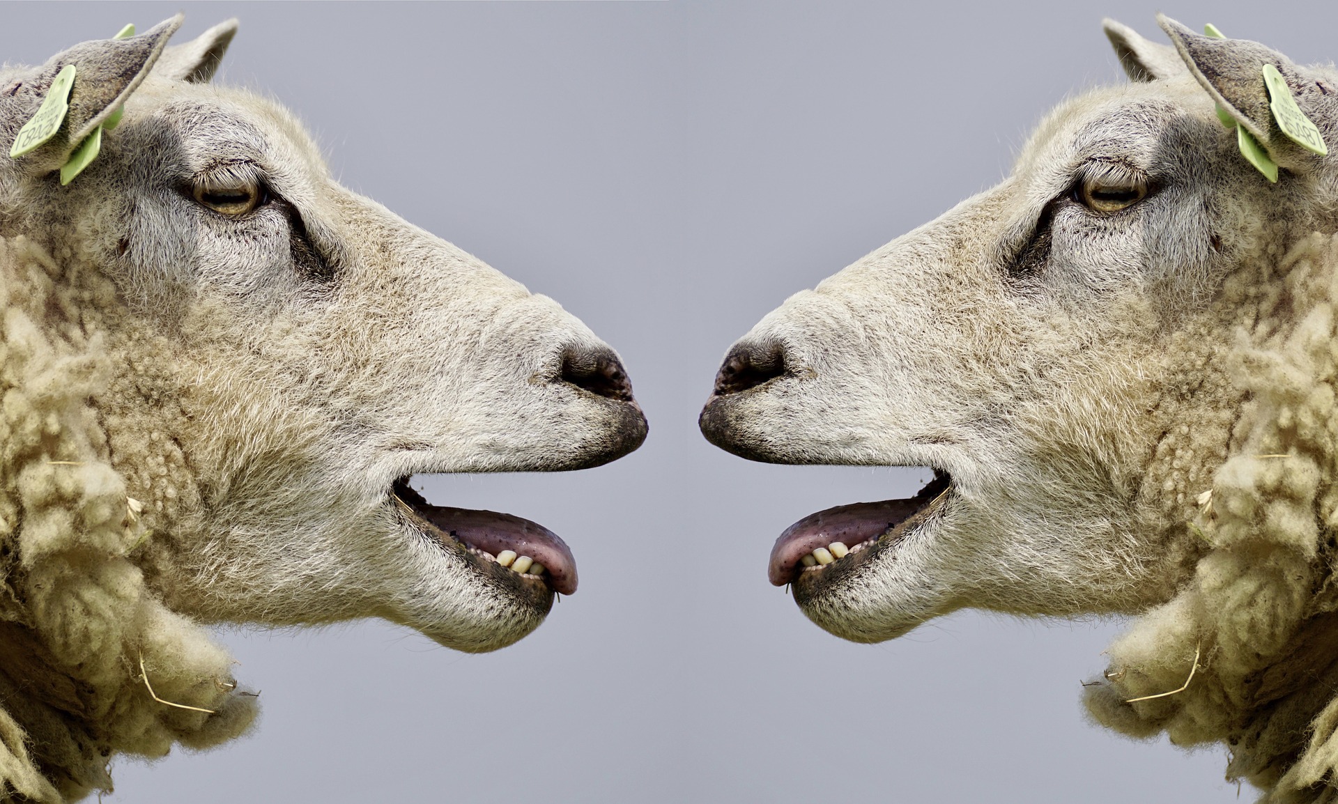 Zwei Schafe schauen sich an und reden miteinander